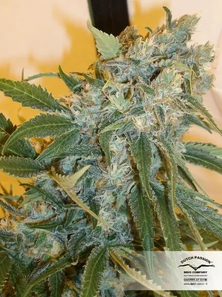 Strawberry Cough — imagen 2