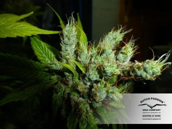 Strawberry Cough — imagen 3