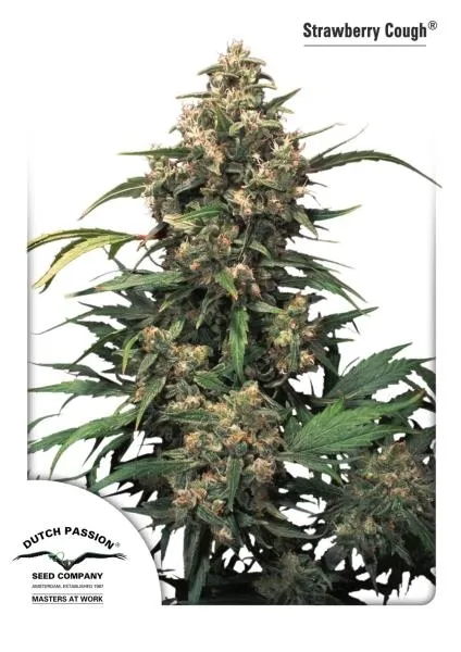 Strawberry Cough — imagen 4