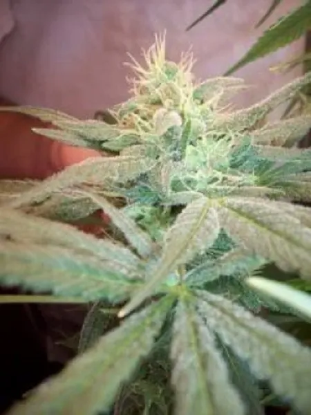 Strawberry D-Lite — imagen 2