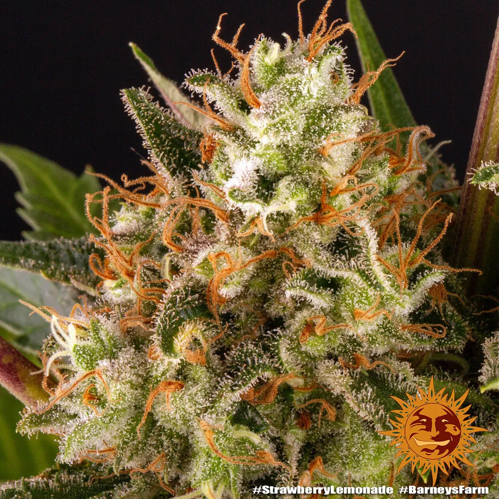 Strawberry Lemonade — imagen 2