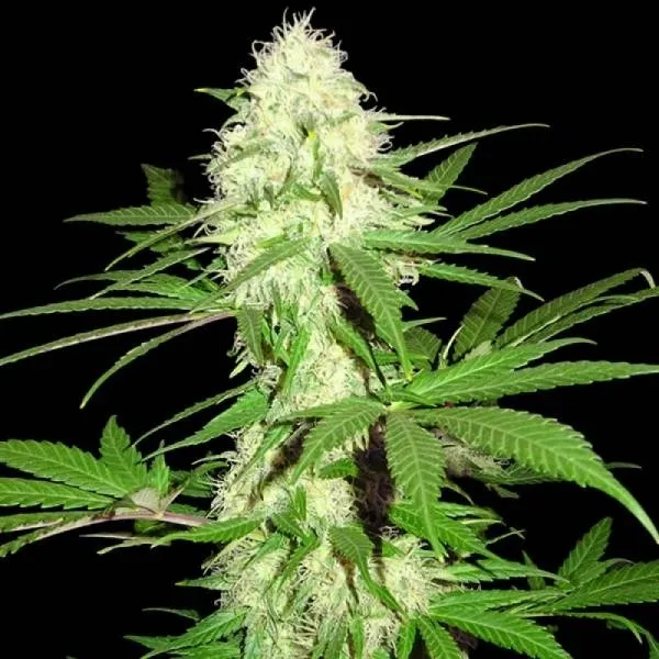 Sumo's Big Bud — imagen 2