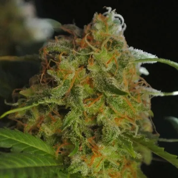 Sumo's Big Bud — imagen 3