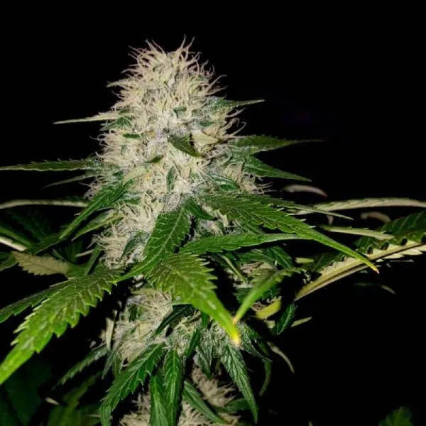 Sumo's OG Kush — imagen 2