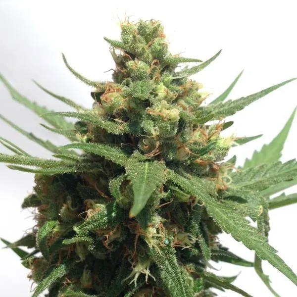 Sumo's OG Kush Auto — imagen 2