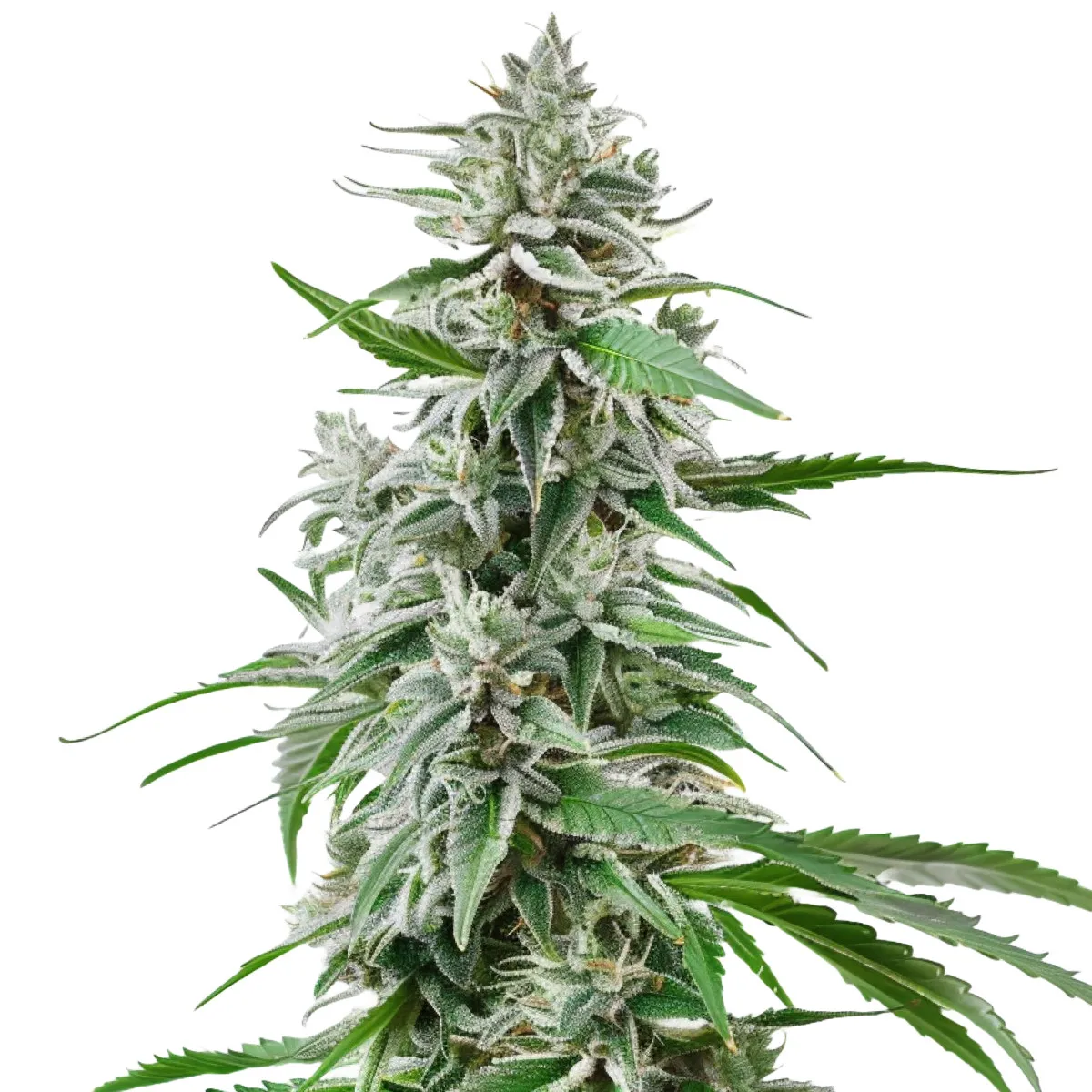 Sunset Sherbet — imagen 2