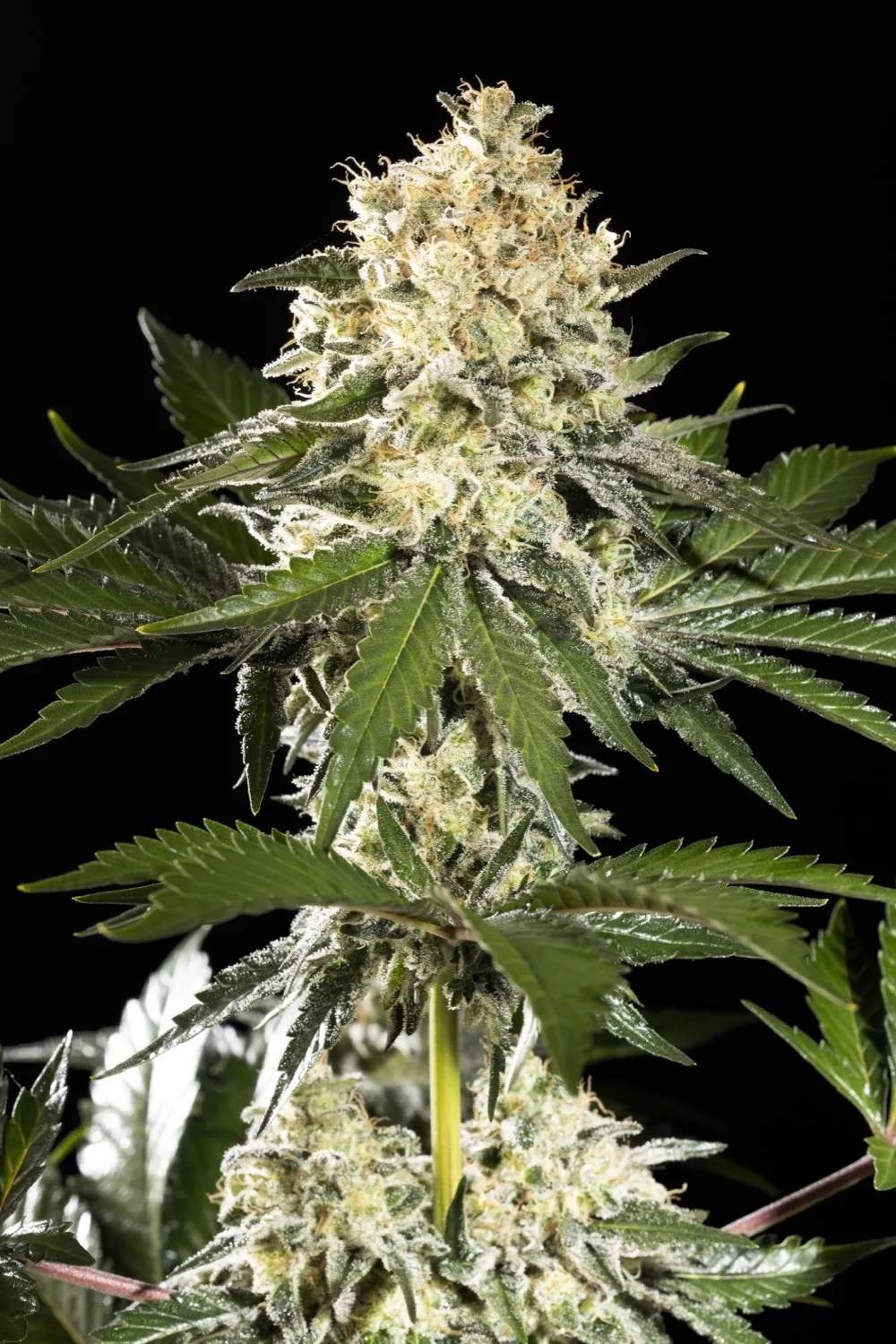 Sunset Sherbet Go Fast — imagen 2