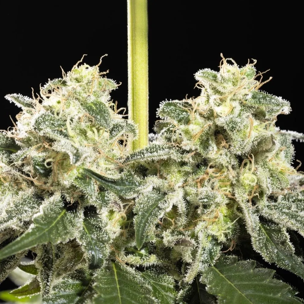 Sunset Sherbet Go Fast — imagen 3