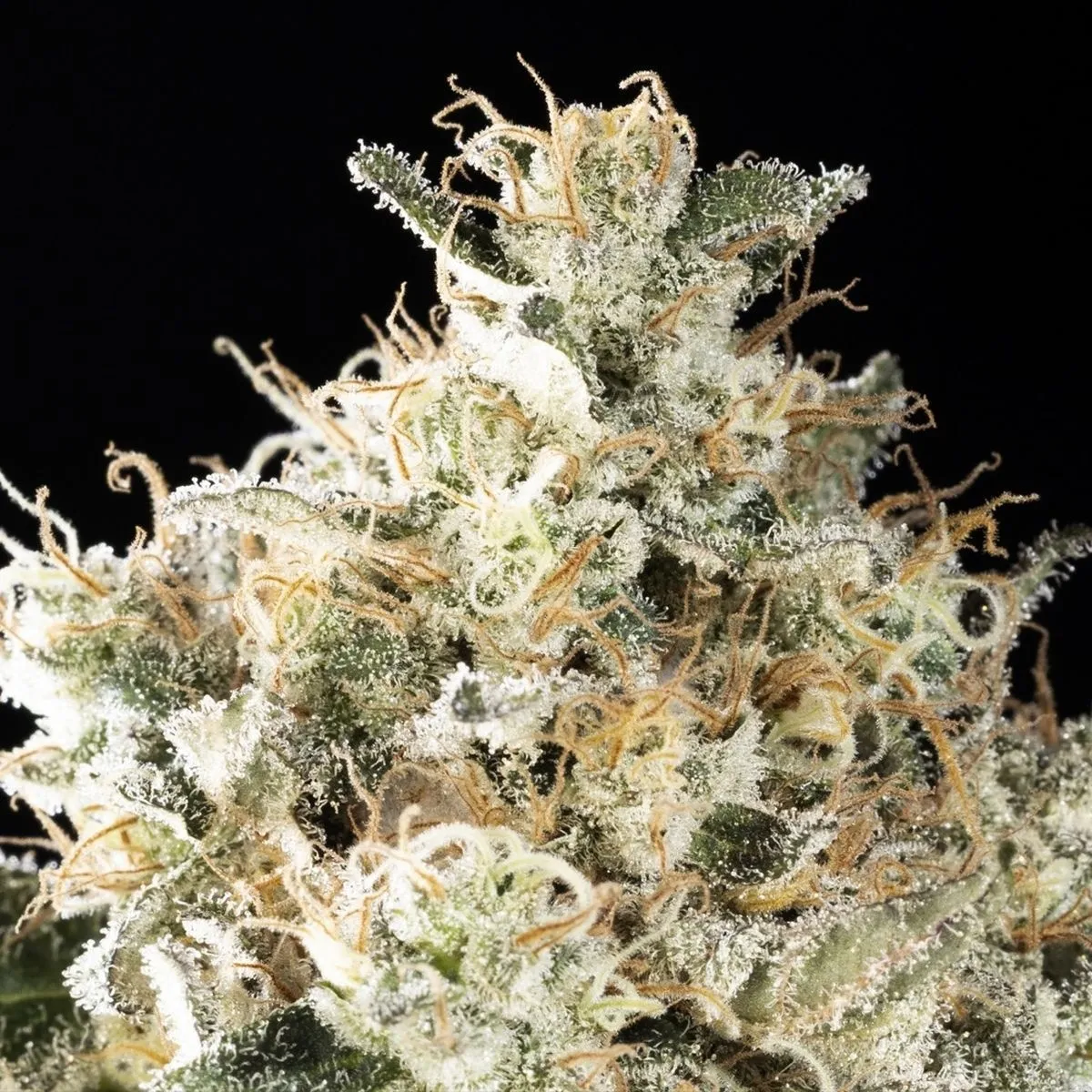 Sunset Sherbet Go Fast — imagen 4