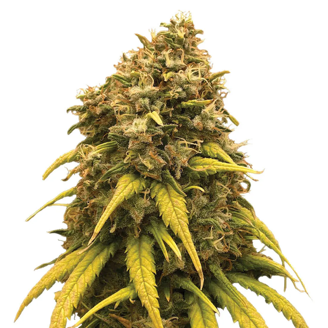 Super Silver Haze — imagen 2