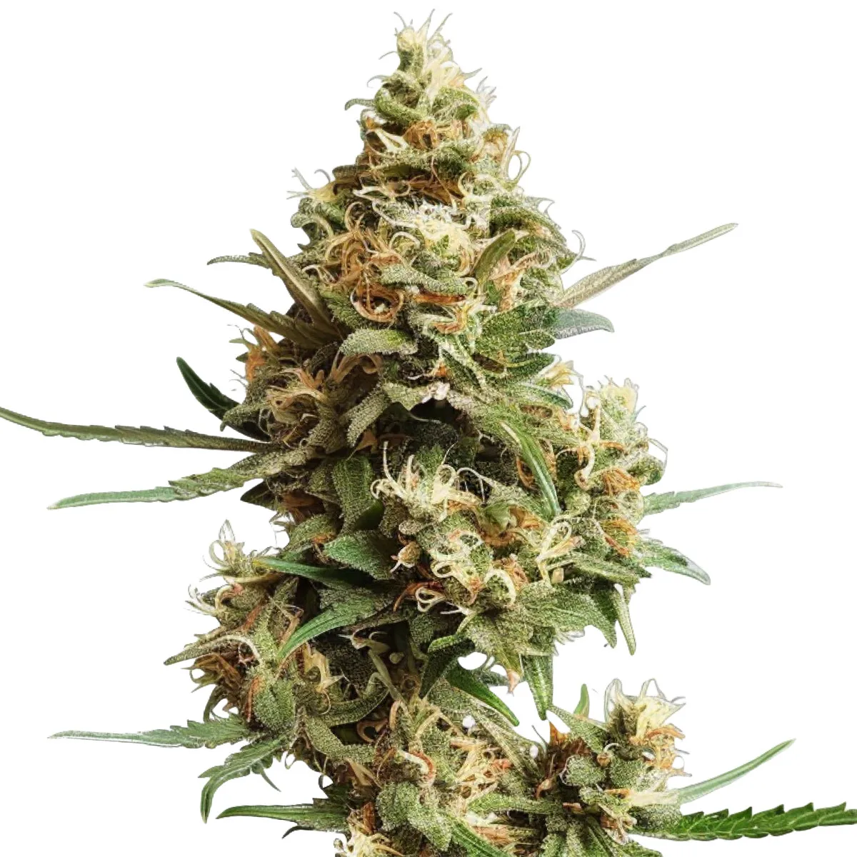 Super Silver Haze Auto — imagen 2