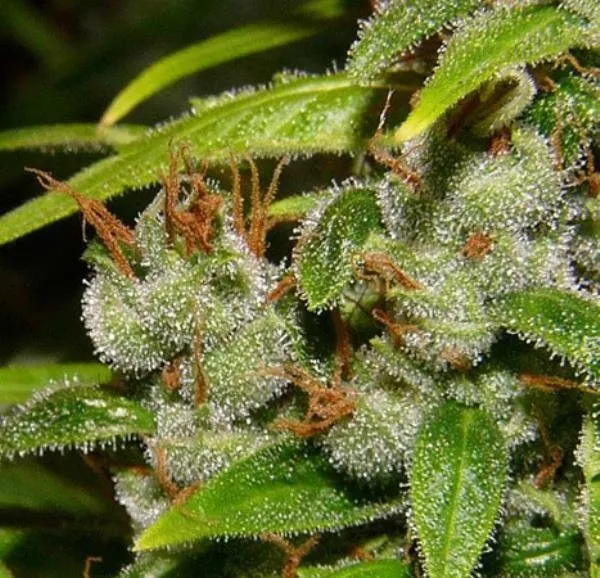 Super Silver Haze — imagen 2