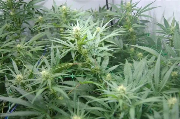Super Silver Haze — imagen 3