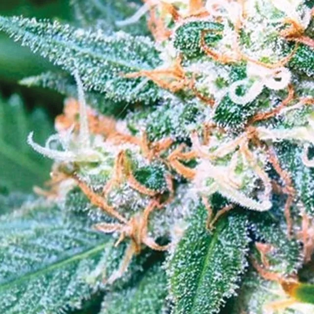 Super Skunk — imagen 2