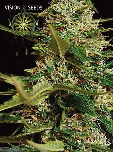 Super Skunk Autoflowering — imagen 2