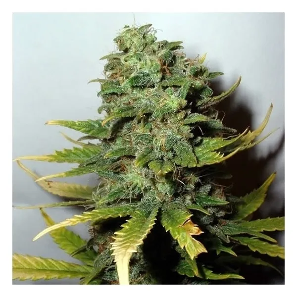 Super Skunk — imagen 2
