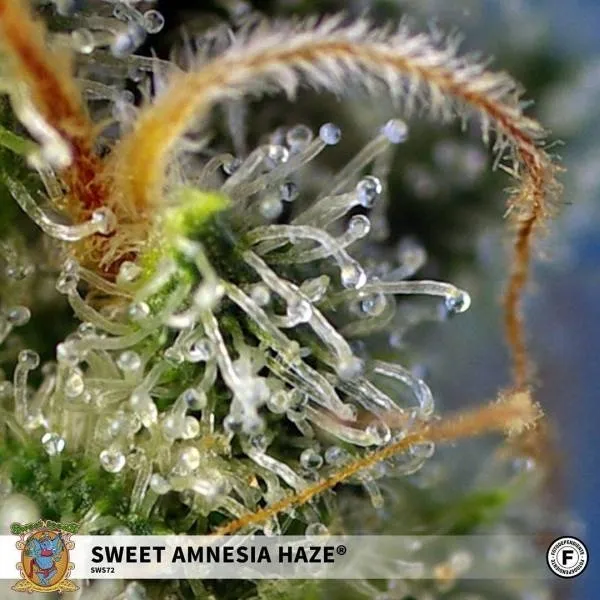 Sweet Amnesia Haze — imagen 2