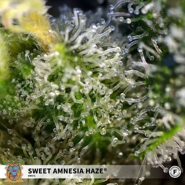 Sweet Amnesia Haze — imagen 3