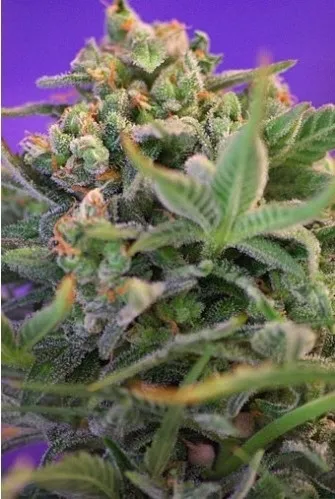 Sweet Cheese — imagen 2