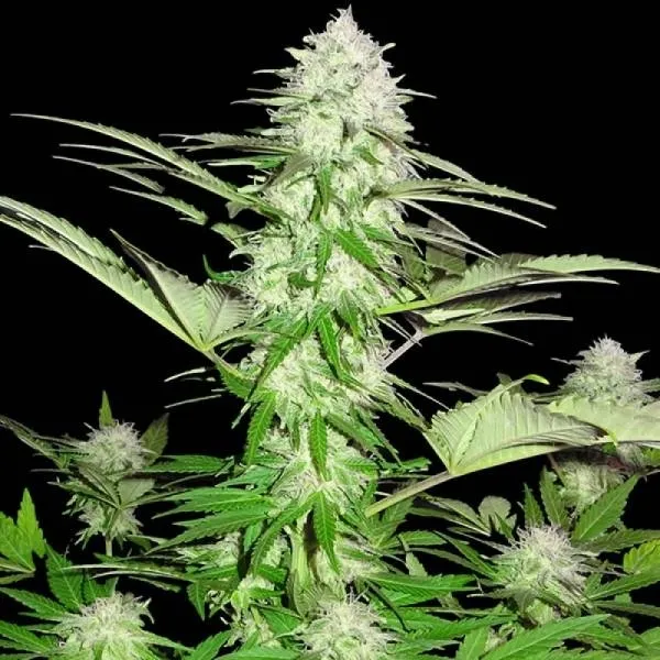 Sweet Harlem Diesel — imagen 3