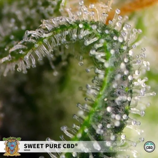 Sweet Pure CBD — imagen 2