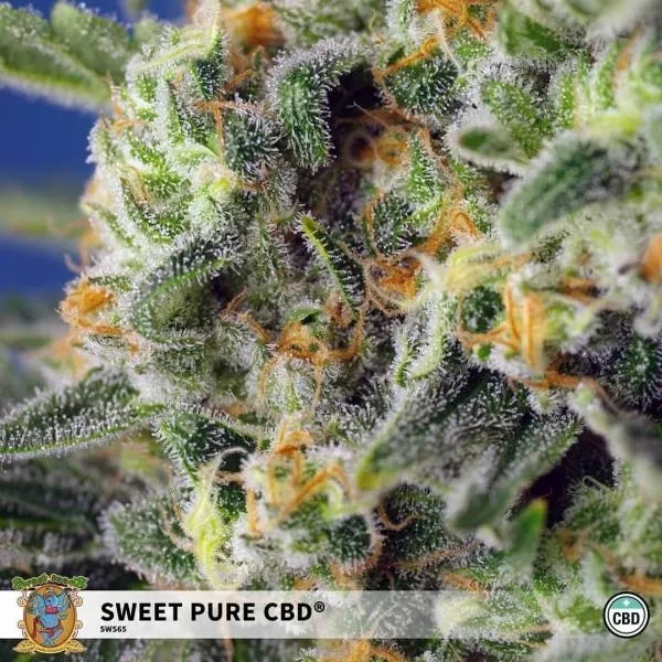 Sweet Pure CBD — imagen 3