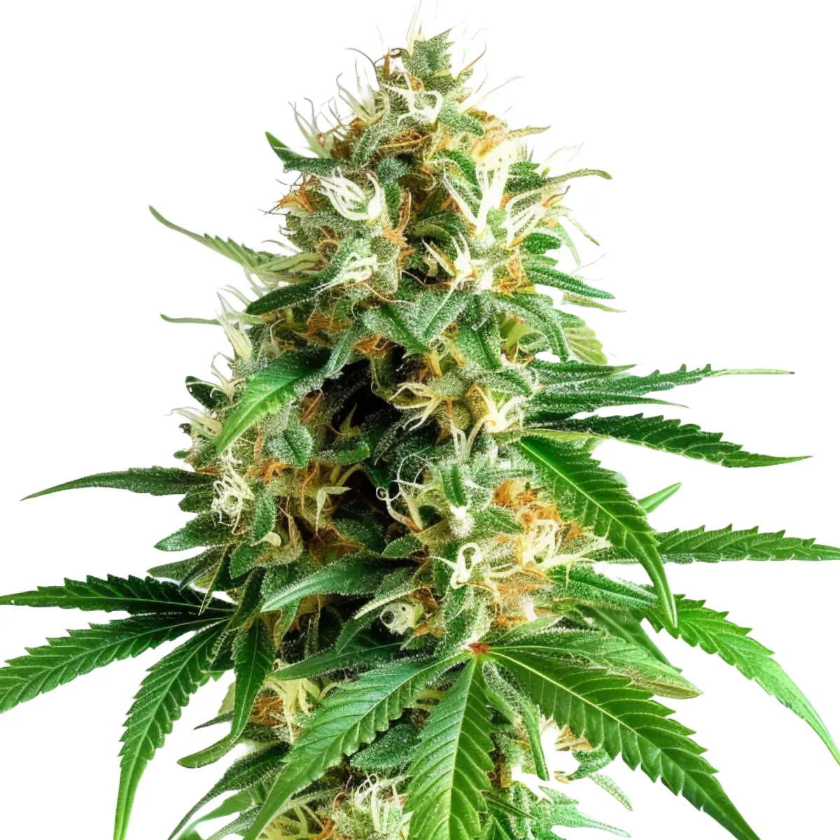 Tangerine Dream Auto — imagen 2