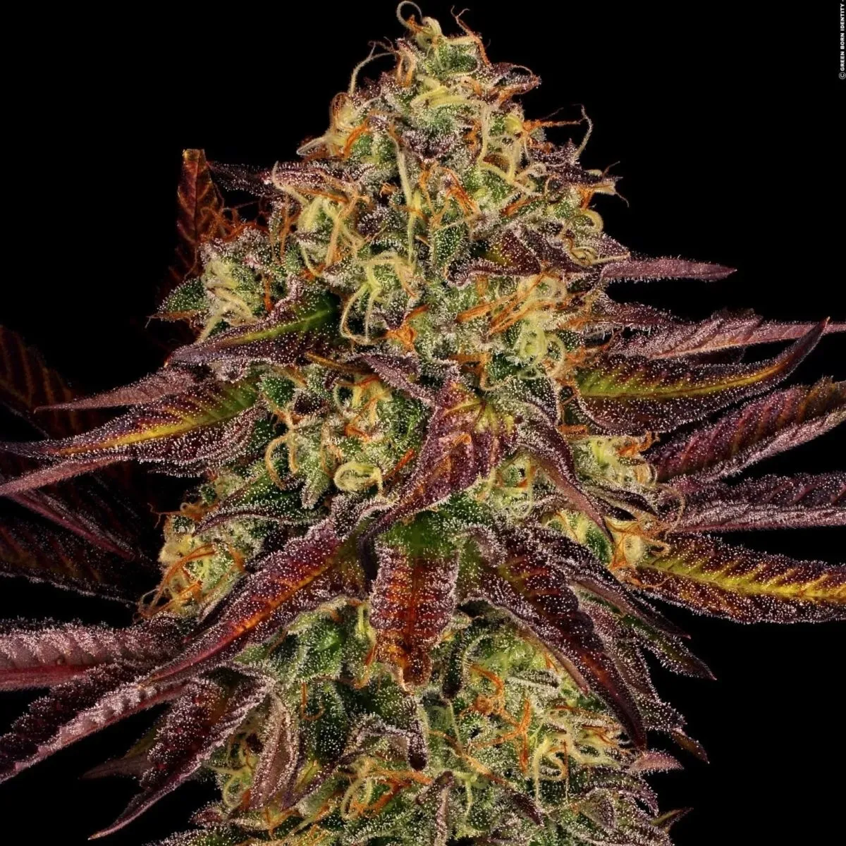 Tangerine Sorbet — imagen 3