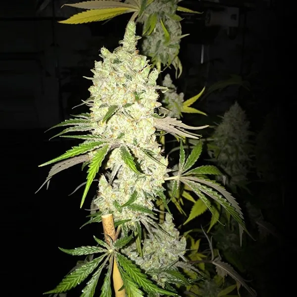 Tangie Ghost Train — imagen 2