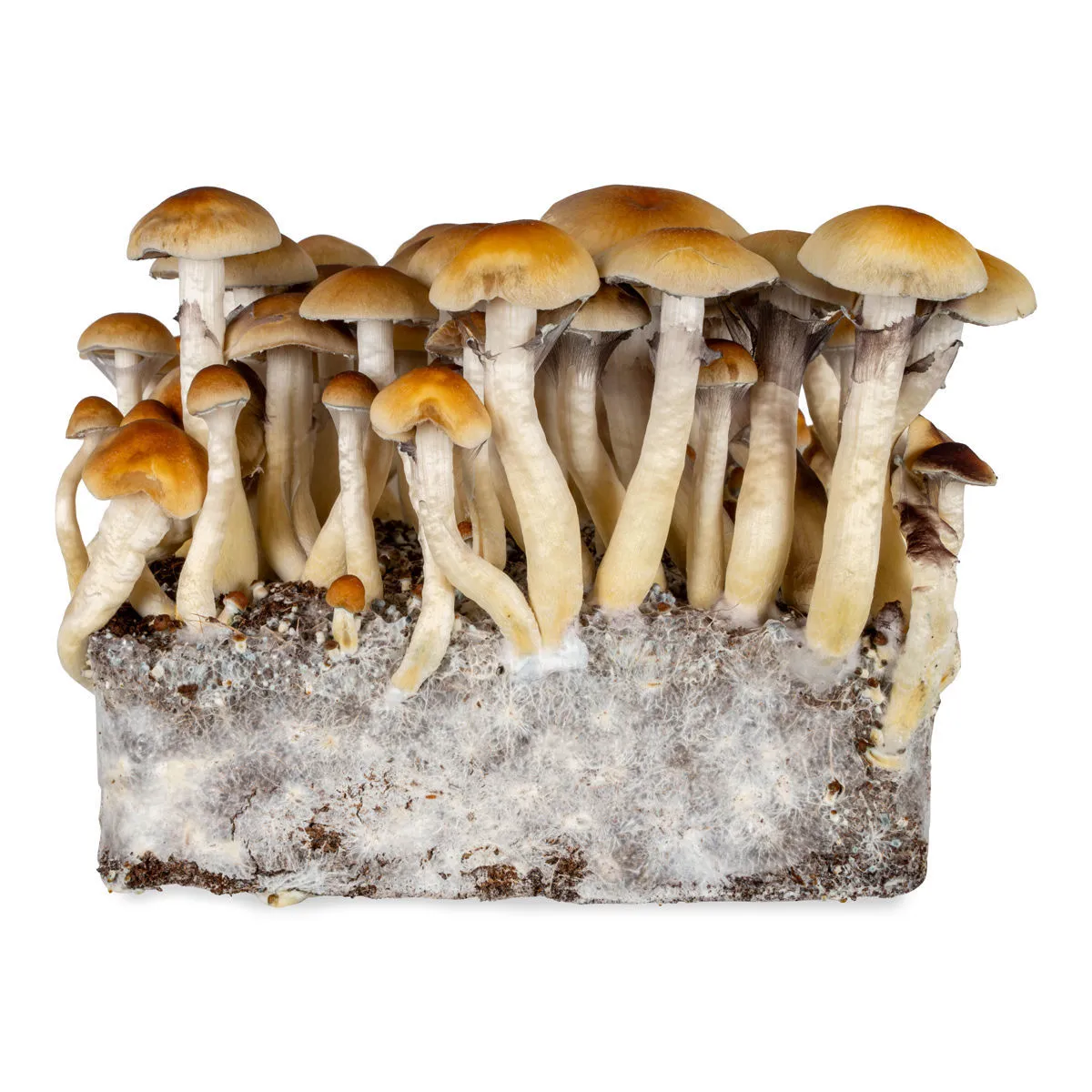 Jeringa de cultivo líquido Thai (Acid Shroomz) — imagen 3