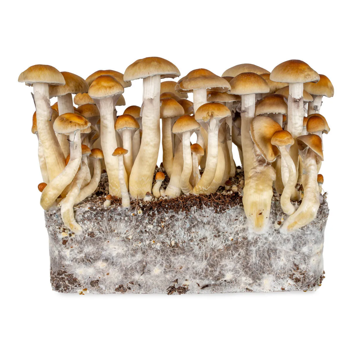 Jeringa de cultivo líquido Thai (Acid Shroomz) — imagen 4