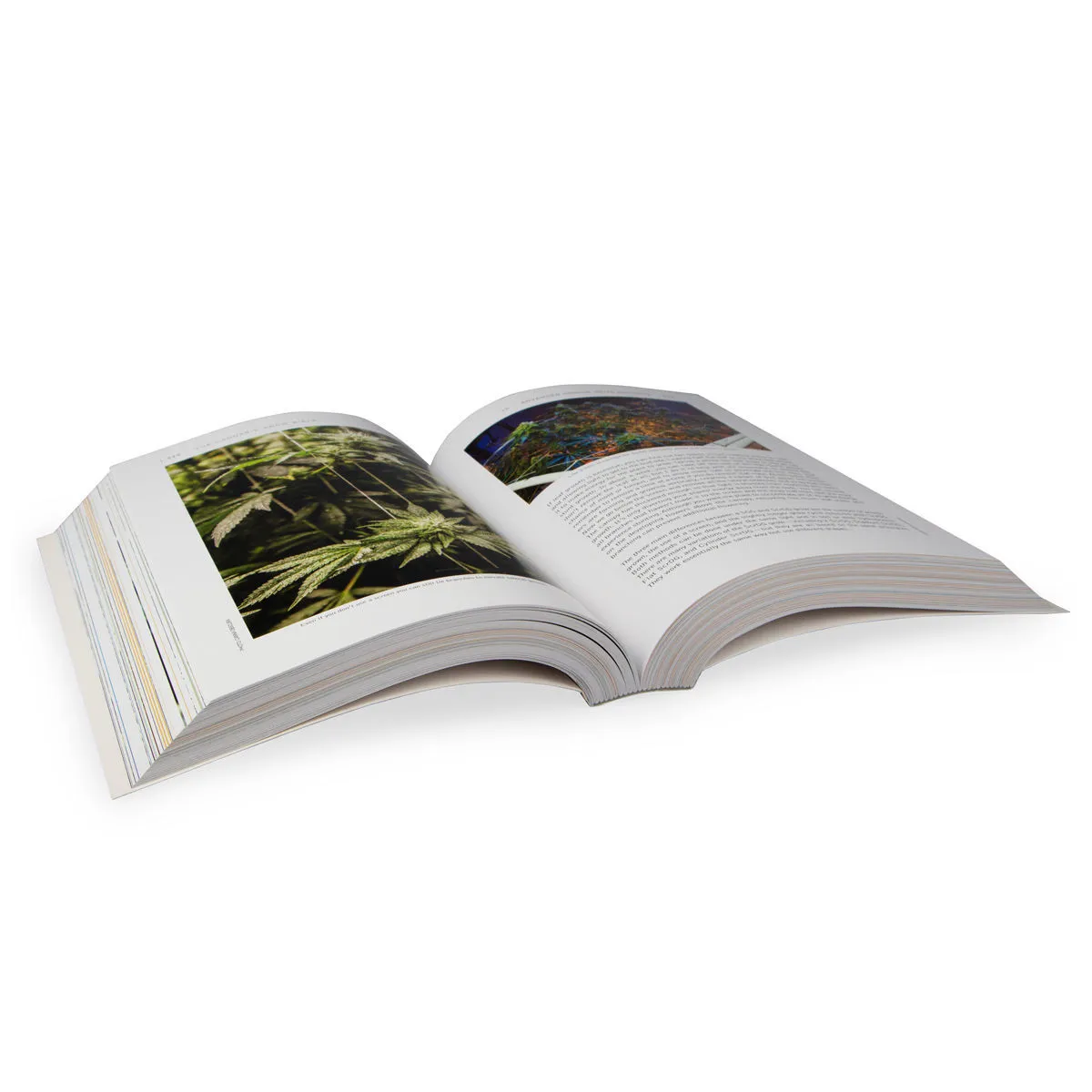 La Biblia del Cultivo de Cannabis — imagen 3
