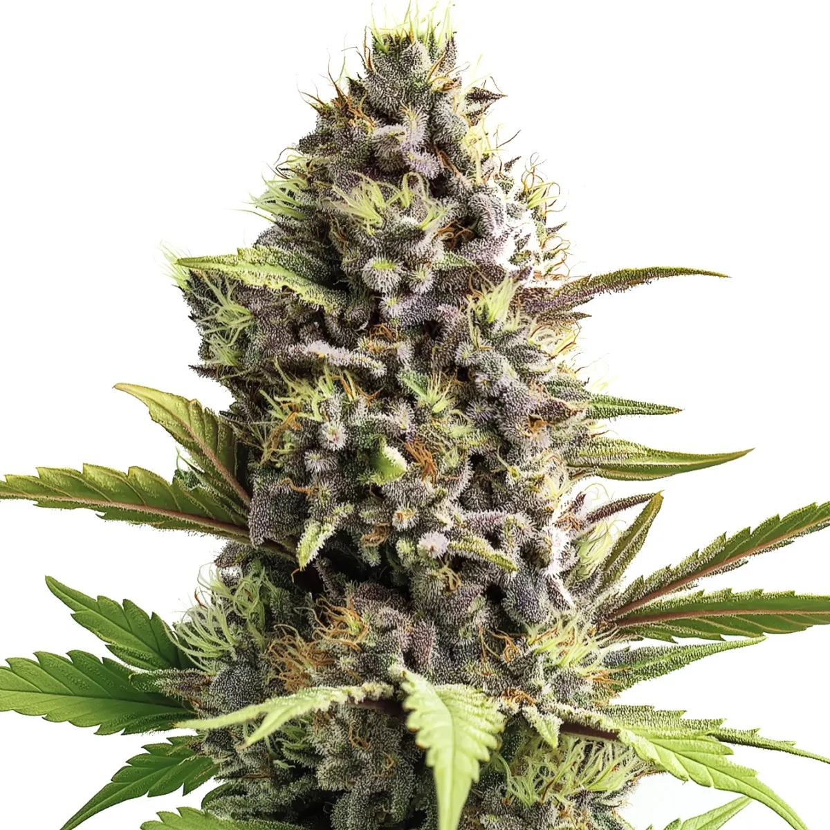 Trainwreck Auto — imagen 2