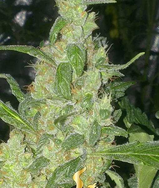 Turing Autoflowering — imagen 2