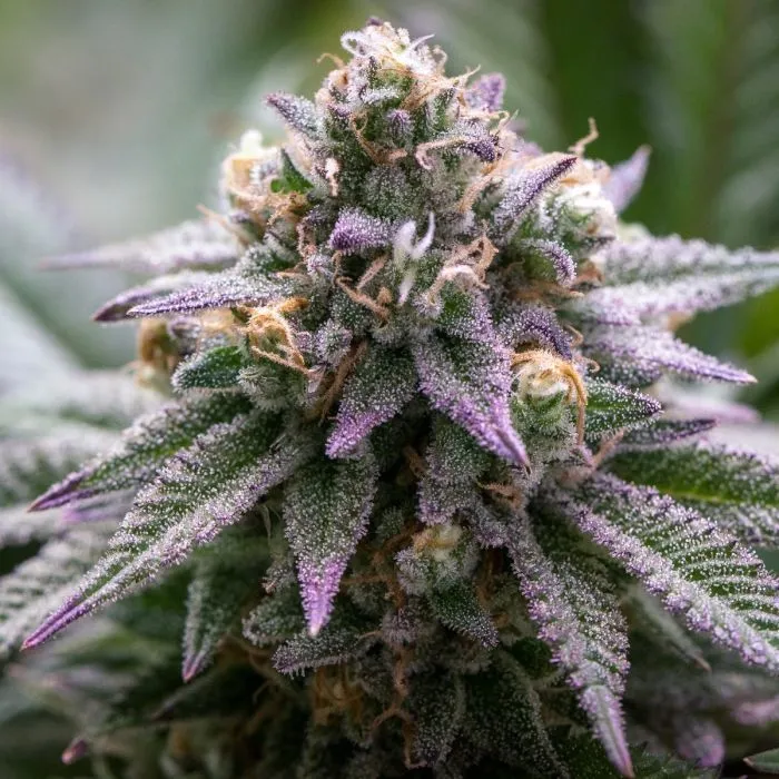 Ultra Violet GMO — imagen 2