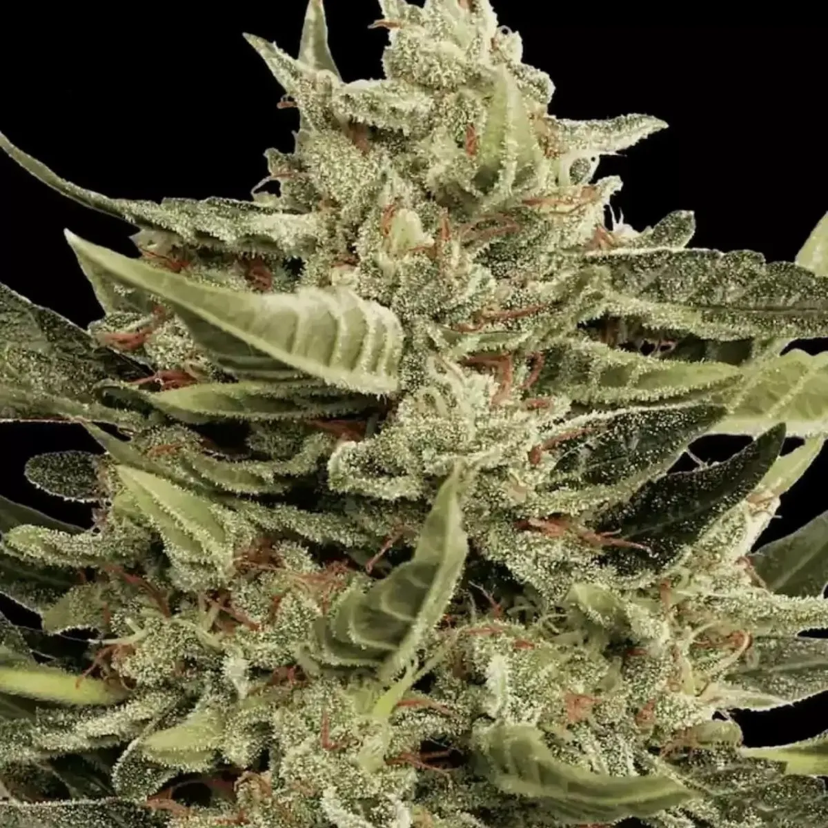Vertigo