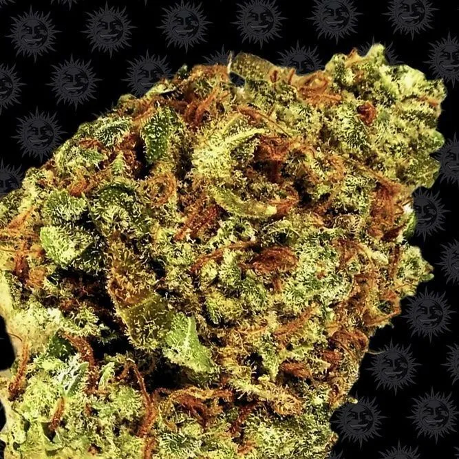 Watermelon Zkittlez — imagen 2