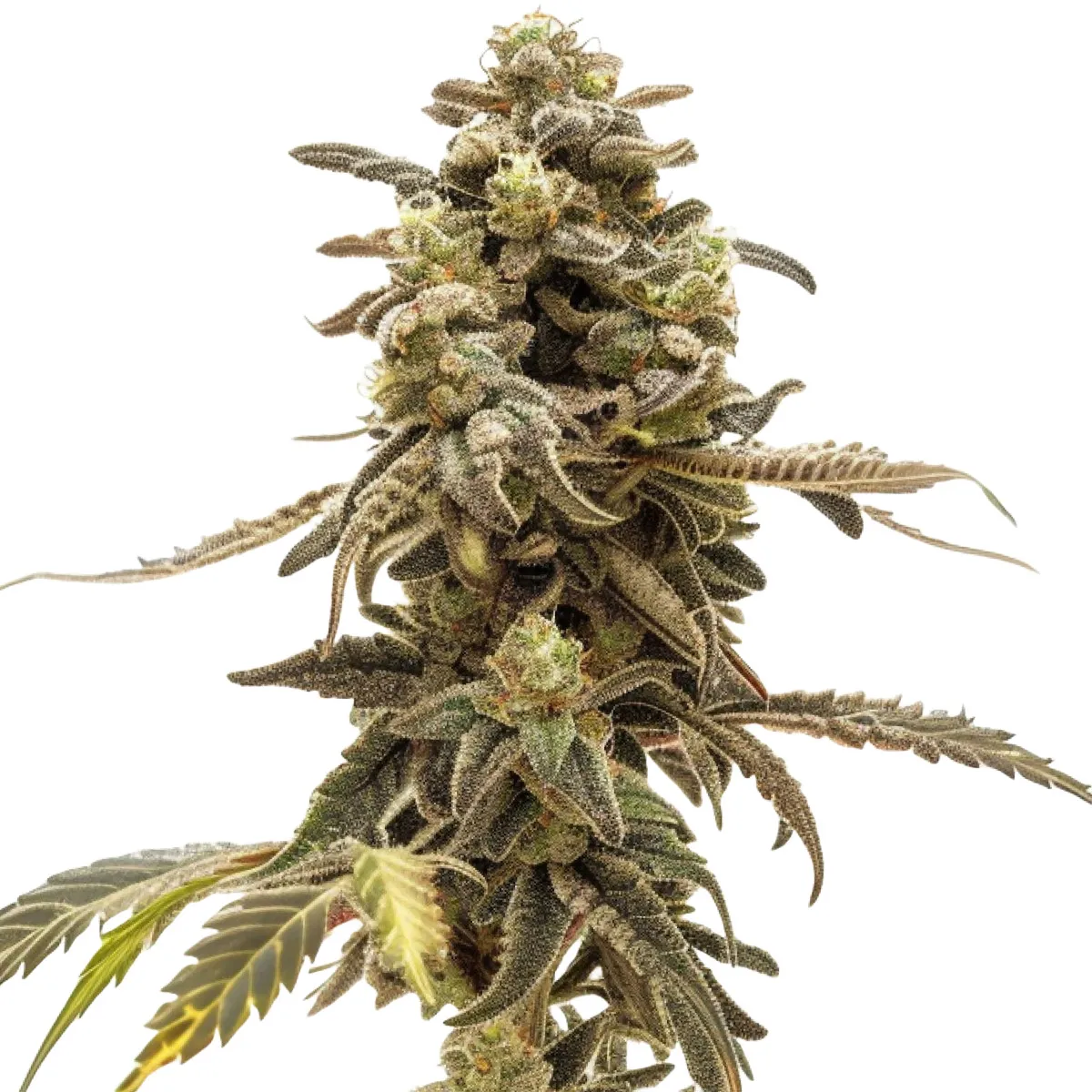 Wedding Cake Auto — imagen 2