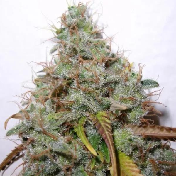 White Berry — imagen 2
