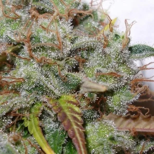 White Berry — imagen 3