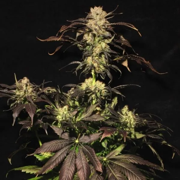 White Berry — imagen 4