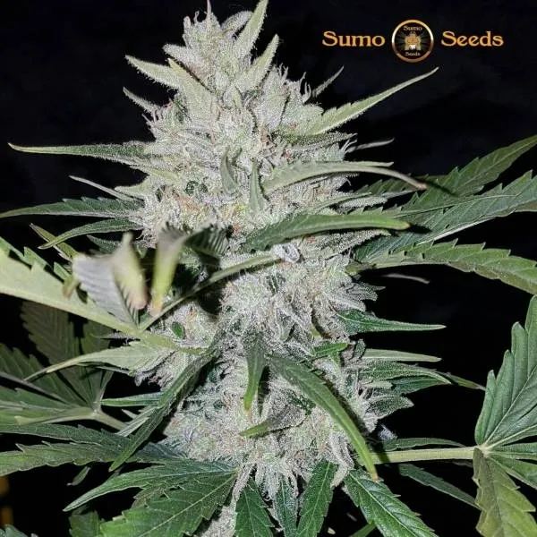 White Cheese Auto — imagen 2