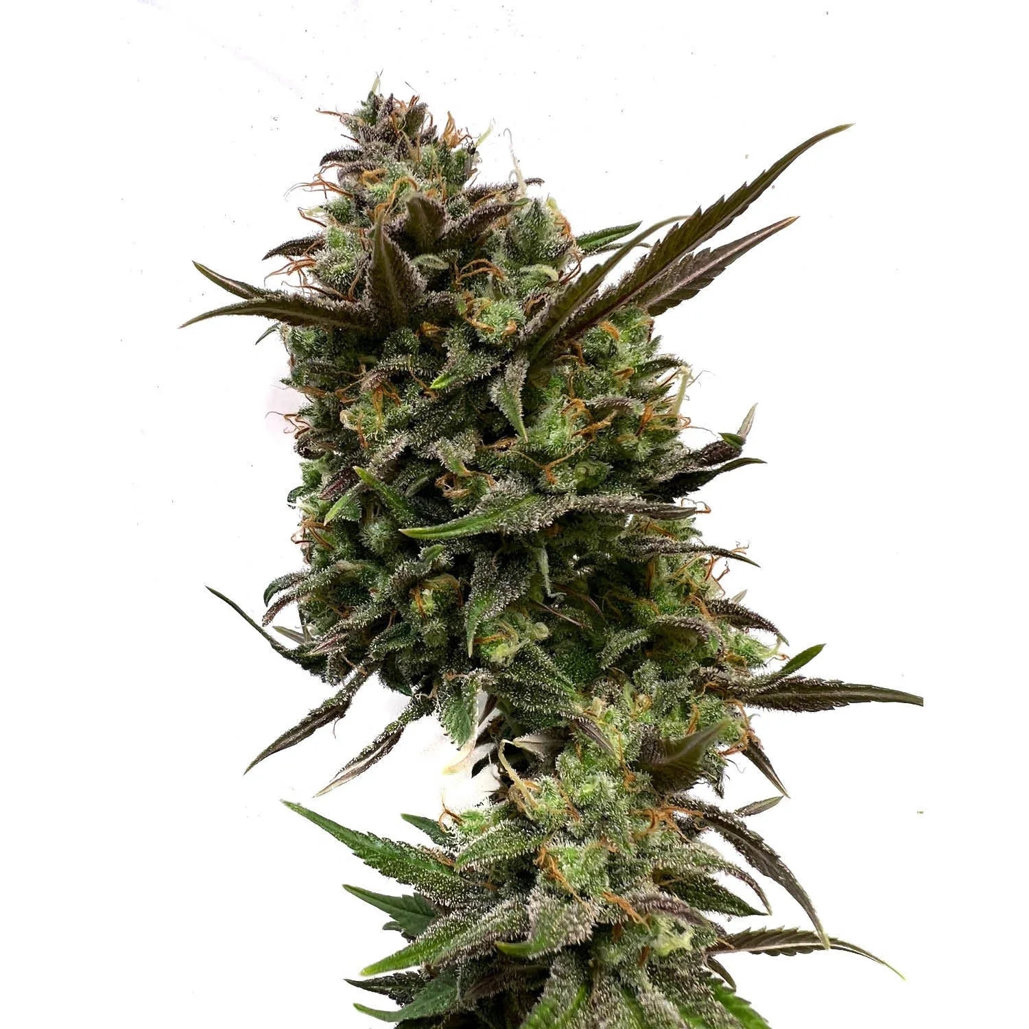 White Choco — imagen 2