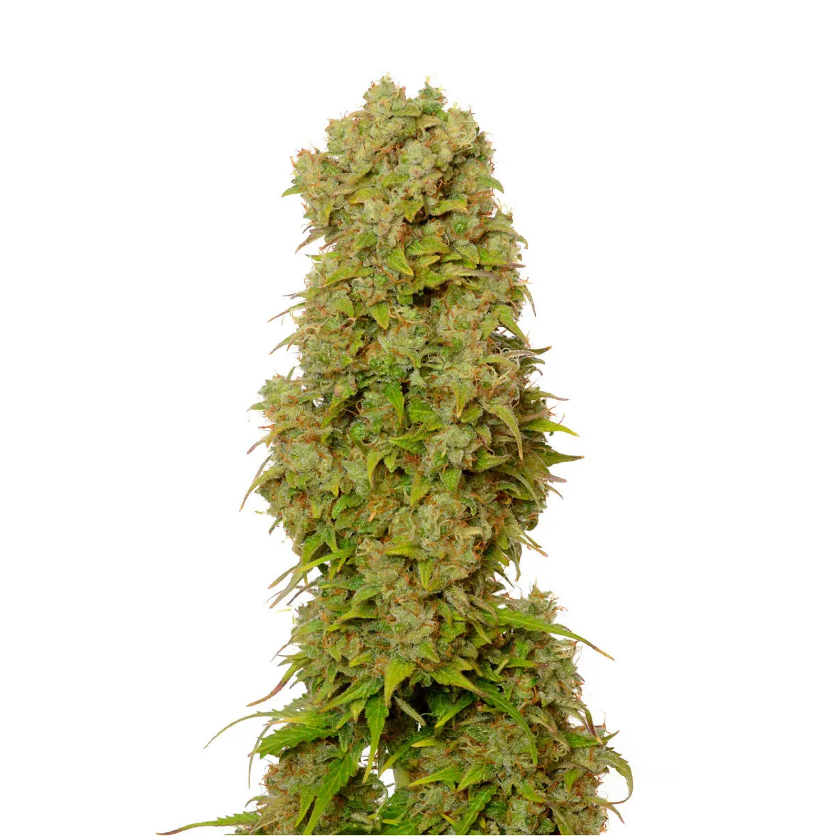White Choco Autoflower — imagen 2