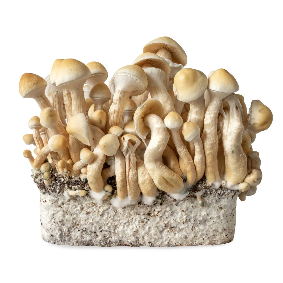 Jeringa de cultivo líquido White Rabbit (Acid Shroomz) — imagen 2