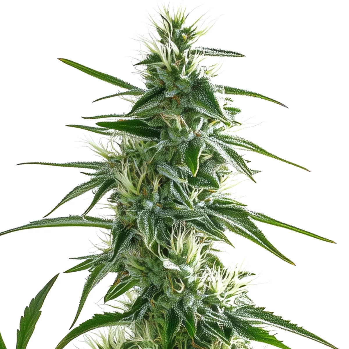 White Widow — imagen 2