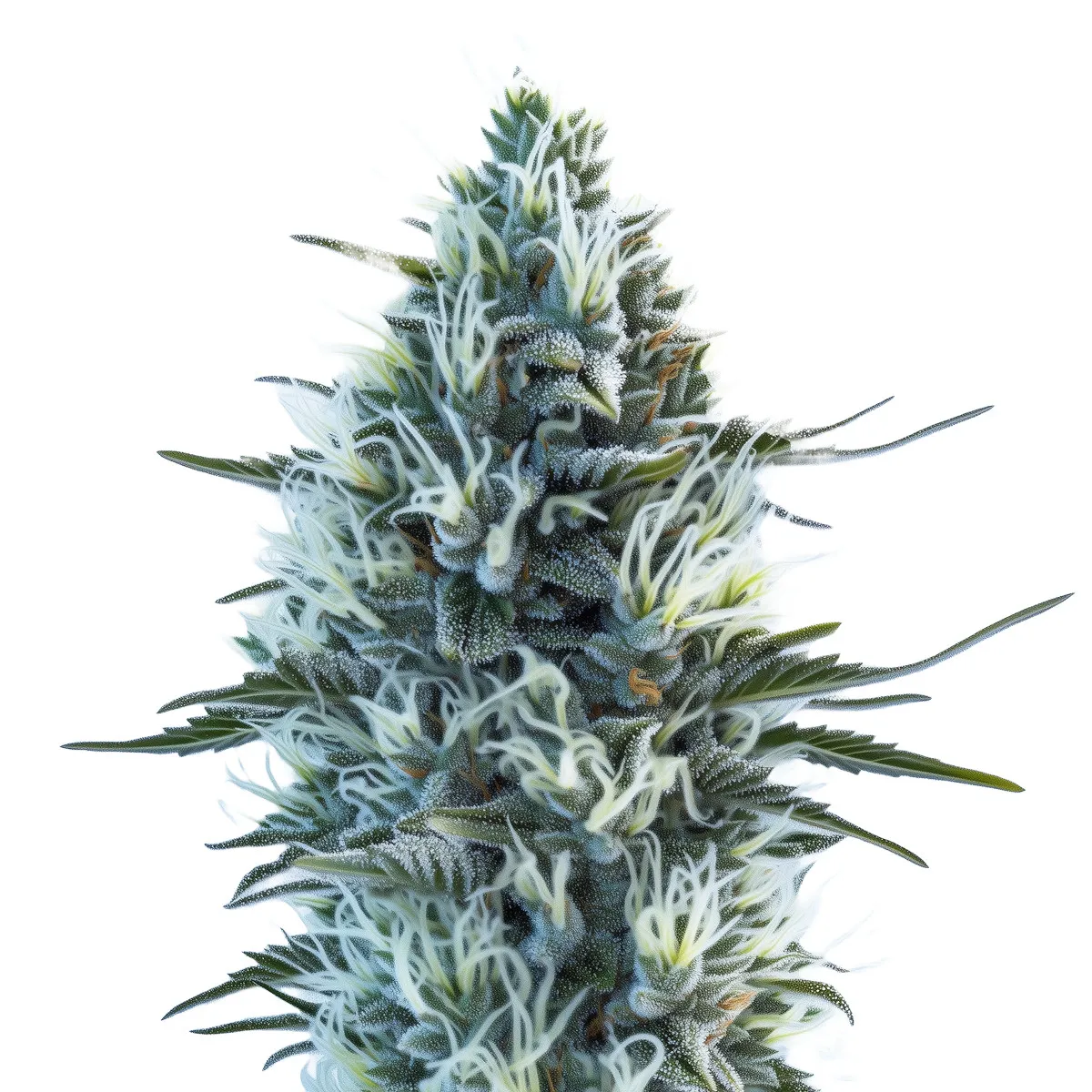White Widow Auto — imagen 2