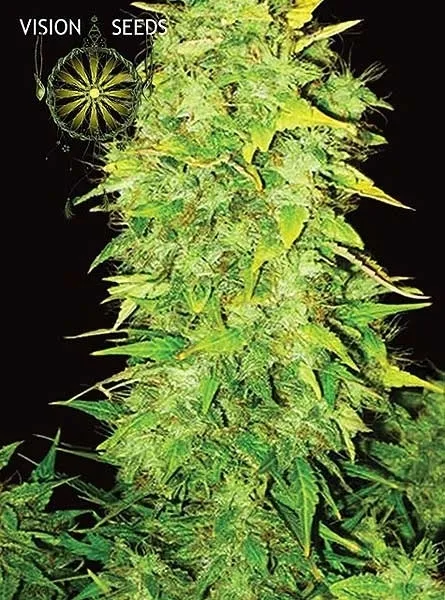 White Widow Autoflowering — imagen 2