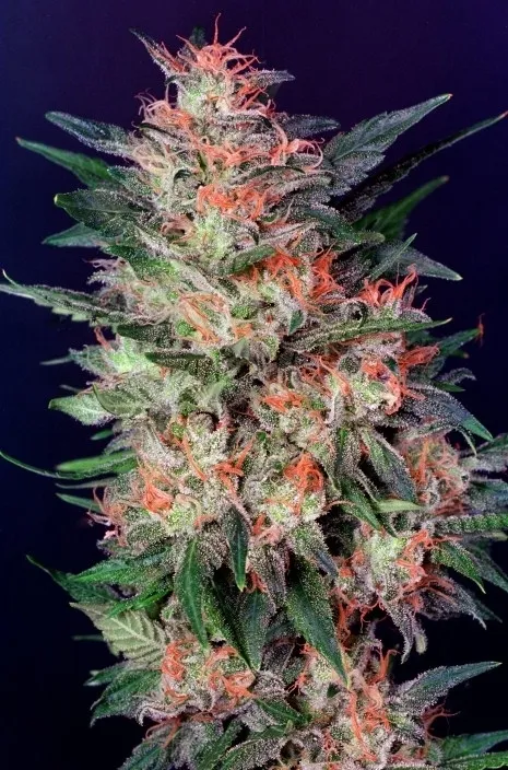 White Widow — imagen 2