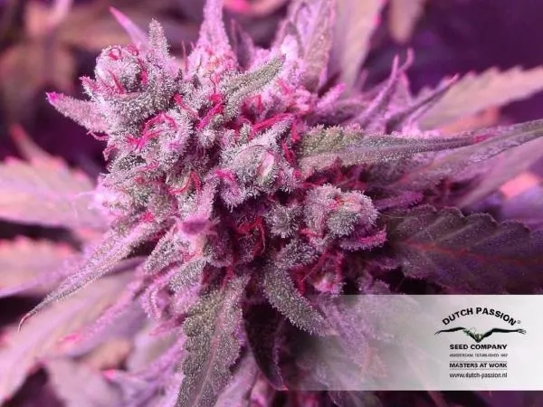 White Widow — imagen 3